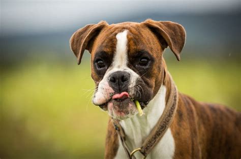 16 Amazing Facts About Boxer Dogs You Might Not Know Pet Reader