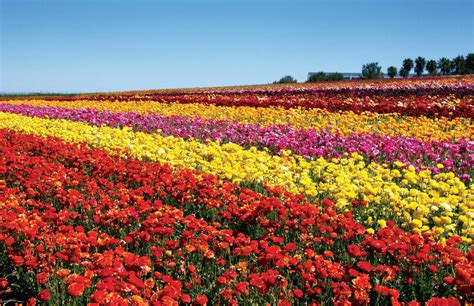 Carlsbad Ranch Flower Fields Feature 50 Acres of Ranunculus Flowers ...