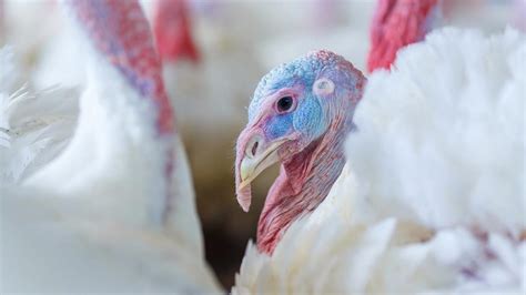 How Are Turkeys Cared For Canadian Food Focus