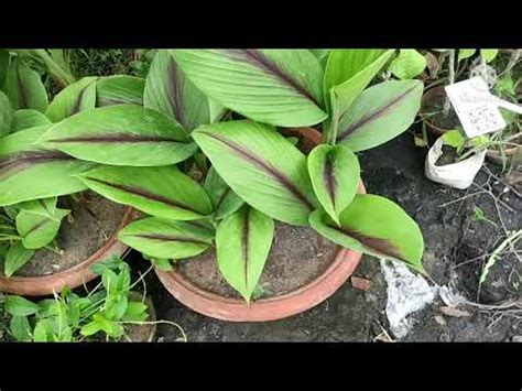 Black Turmeric Plant Wholesale Price Mandi Rate For Black Turmeric