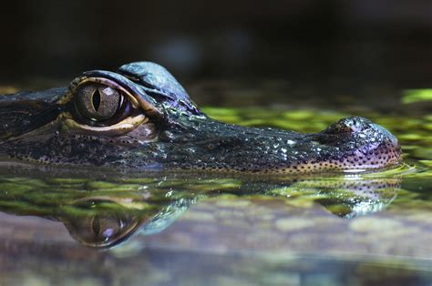 Alligator mississippiensis - Pentax User Photo Gallery