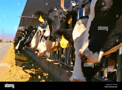 Cows Feeding At The California Dairy Hemet Riverside County California