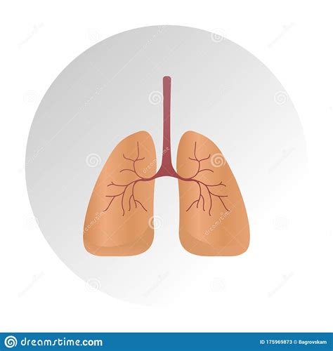 Lung Cancer Diagram In Detail Illustration. Lung Anatomy Vector Lung, Icon, Human Lungs System 