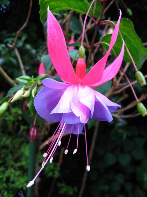 Planting purple flowers in your garden can add rich thematic colors. Purple and Pink Fuchsia Flower, Auckland, New Zealand | Flickr