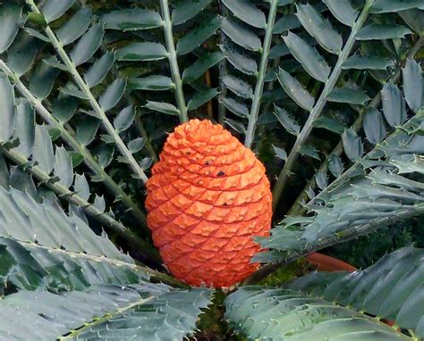 Desert fan pan is, in fact, america's largest native palm variety and has served as a dietary mainstay and material resource for specific american indian populations, like the cahuilla of the inland regions of southern california. Palm tree fruit public domain free photos for download ...