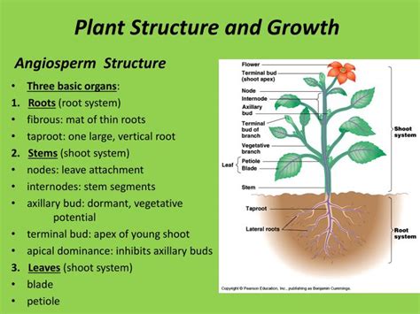 Ppt Plant Structure And Function Powerpoint Presentation Id