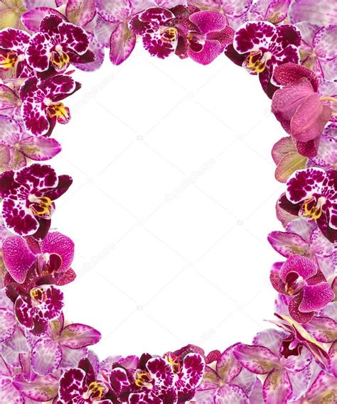 Beautiful Pink Orchids Border For Greeting Card Or Lovely Flower Frame