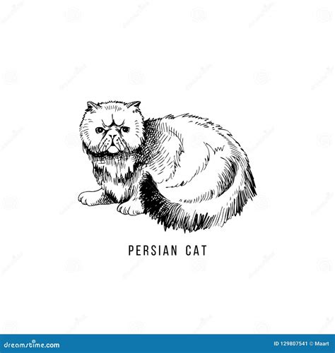 Hand Drawn Persian Cat Stock Vector Illustration Of Hair 129807541