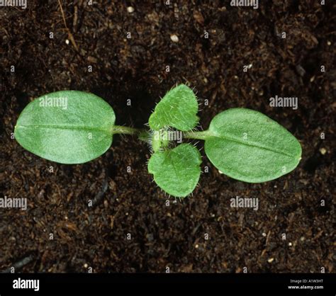 Ivy Leaved Speedwell Veronica Hederifolia Seedling Cotyledons With True