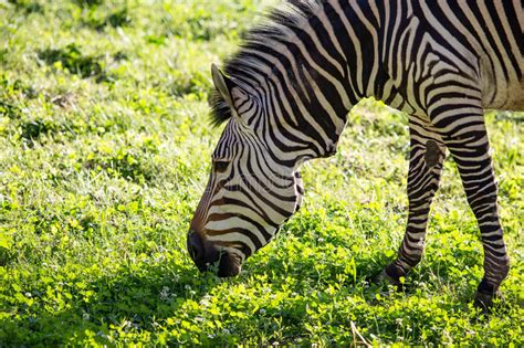 Zebra On Green Grass In Nature Stock Image Image Of Outdoor Safari