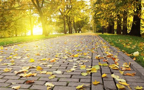 Photography Nature Pavements Leaves Trees Park Sun Wallpapers Hd