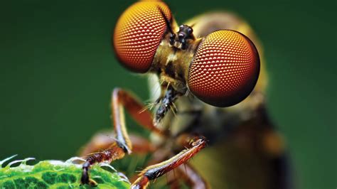 Wallpaper Fly Eye Macro Animals 4496