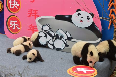 Nine Adorable Panda Cubs Make Their Debut At A Chinese Centre Ahead Of