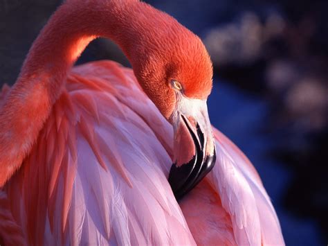 Pin By Cris M— On Colors Flamingo Pictures Pink Flamingos Pink