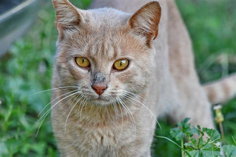Light Brown Cat With Brown Eyes Toxoplasmosis