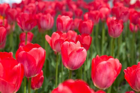 These items are the most natural and beautiful way in which to express love and enhance a space. Holland, MI Tulip Festival | Tulip festival, Tulips, Flowers