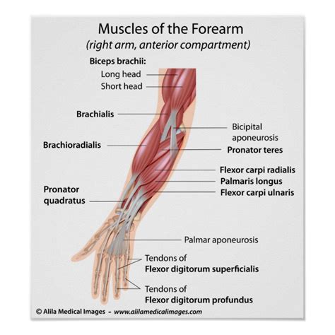Arm Muscles Diagram Labeled Anatomy Chart Of Male Triceps And Back