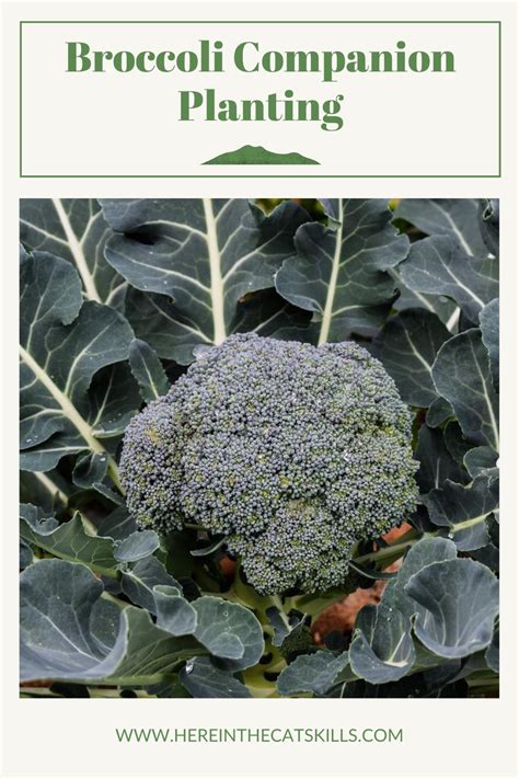 Companion Plants For Broccoli