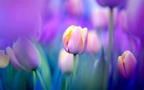 482 Tulip Hd Wallpapers Backgrounds Wallpaper Abyss