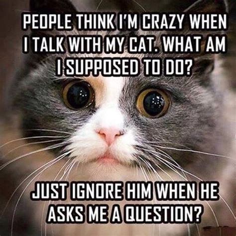 Cat People Will Definitely Relate To These Memes Funny Animal Memes