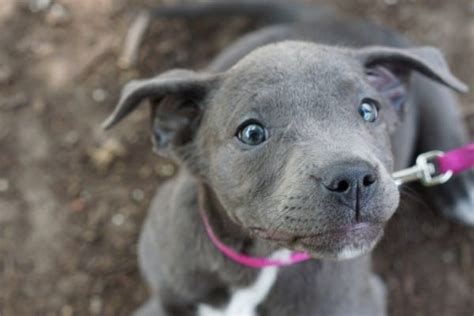 20 Little Known And Surprising Blue Nose Pitbull Facts