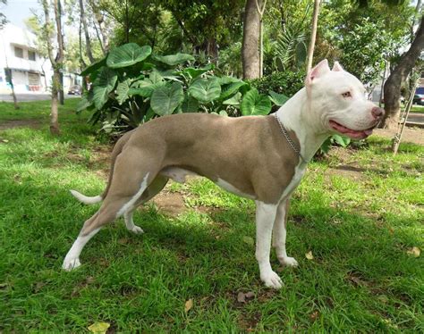 American pit bull terriers were once an iconic american breed. American Pitbull Terrier White - Pet's Gallery