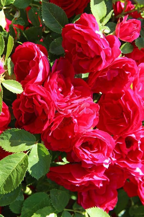 Flowers Many Blooming Red Roses Bunched Together On A Rose Bush Stock