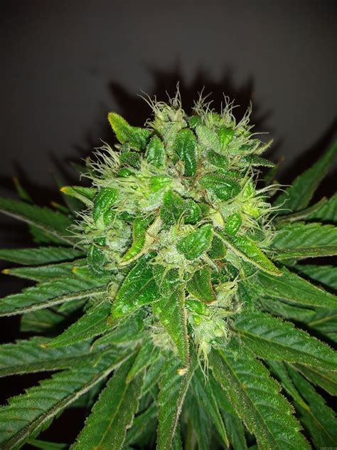 Super Og Kush Pyramid Seeds Cannabis Strain Gallery