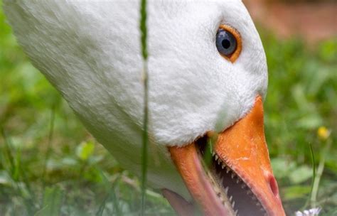 Do Ducks Have Teeth Everything You Need To Know