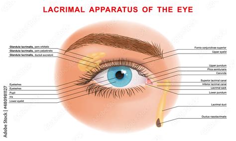 Parts Of The Eyelid