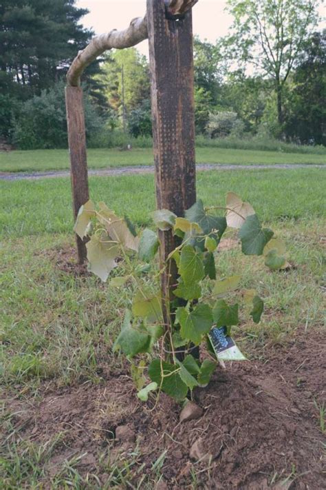 How to make a diy easy grapevine trellis that is quick and inexpensive to make and can be used to trellis any garden plant! Rustic DIY Grape Arbor | Garden vines, Grape arbor, Grape ...