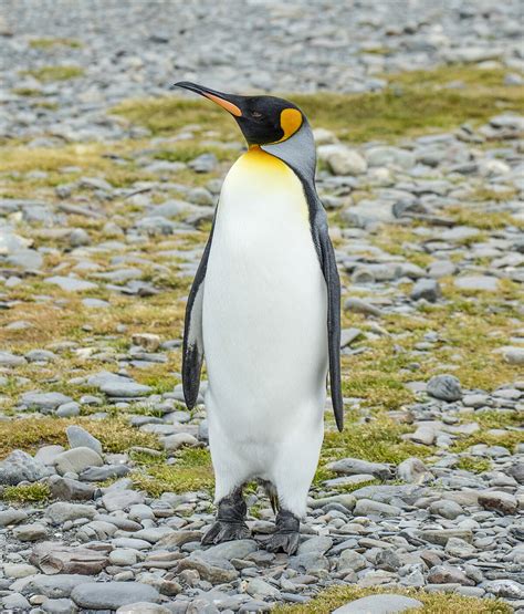 Penguin Wiktionary