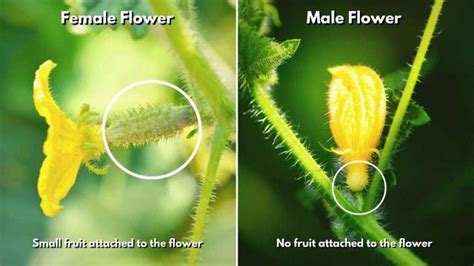 How To Increase Female Flowers In Cucumbers 2022