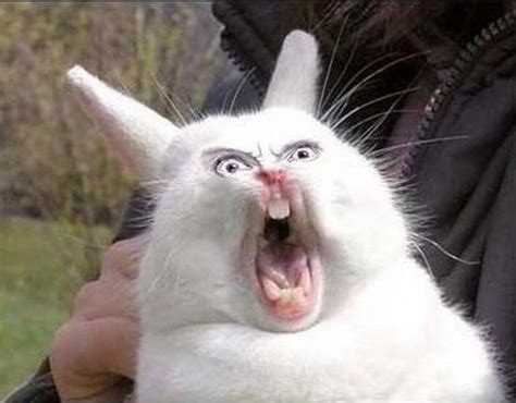 Funny Ugly Bunny Bunny Pinterest Funny And Bunnies