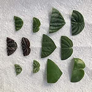 Check spelling or type a new query. Amazon.com : Peperomia Leaf Cuttings for Propogation Plant ...