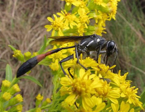 Bug Eric Wasp Wednesday Ammophila Procera