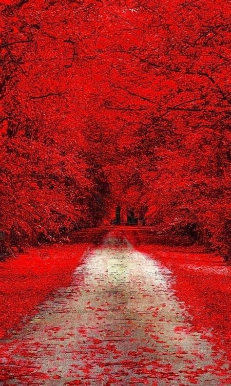 Fall Leaves On Road Between Red Cherry Blossom During Daytime 4k Hd