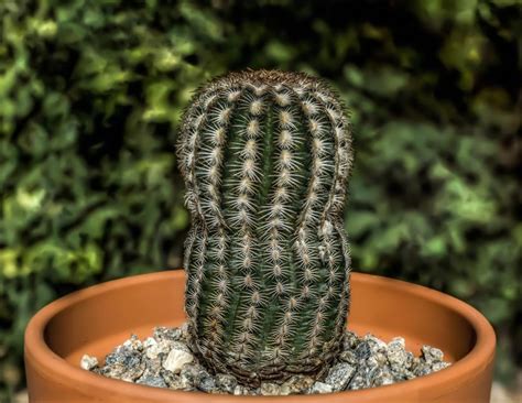 ¿cuáles Son Las Características De Los Cactus Ciber Cactus