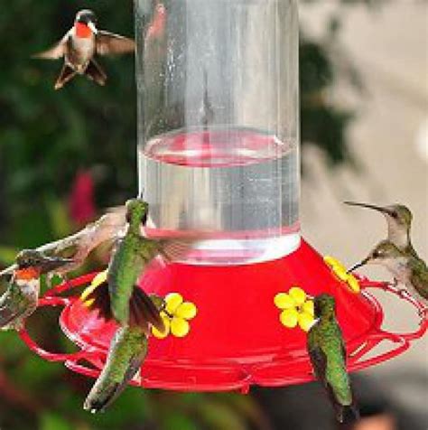 People must have tried to make hummingbird food out of all kinds of other substances, because the audubon page advises against making it with honey, molasses, artificial sweeteners. Top 10 Hummingbird Nectar Mistakes—and How to Avoid Them ...