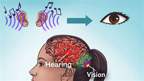 Synesthesia Coactivation Of Different Areas In The Brain Synesthesia