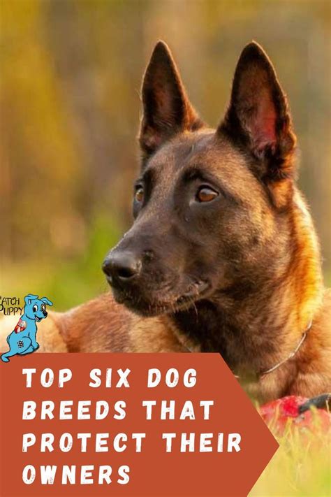 Top Six Dog Breeds That Protect Their Owners - PatchPuppy.com | Dogs
