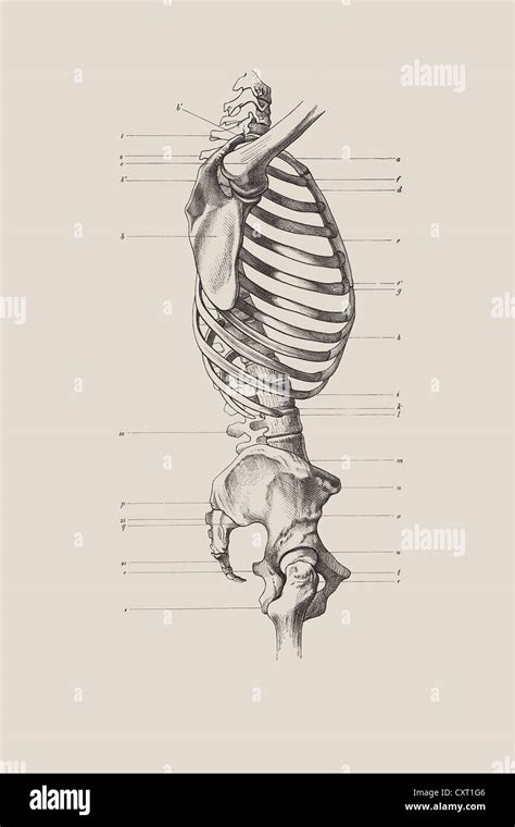 Skeletal Torso Anatomical Illustration Stock Photo Alamy