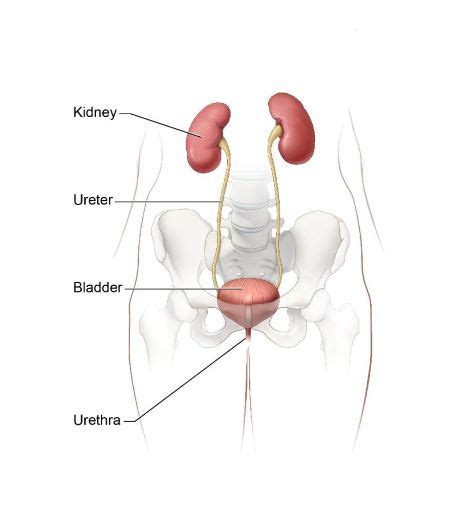 It can cause frequent urination, fever, and where are your kidneys located and causes of kidney pain. Are The Kidneys Located Inside Of The Rib Cage - Renal System Definition Function Diagram Facts ...