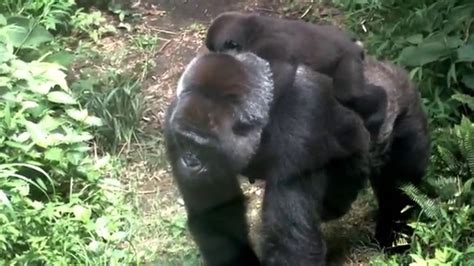 Female Gorilla Toto To Take Care Of The Baby Gorilla Momokaゴリラの