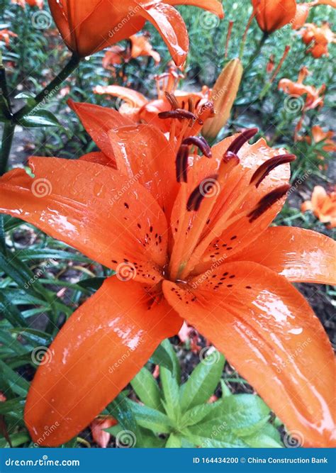 Orange Wild Lily After Rain Stock Photo Image Of Delicate Lily