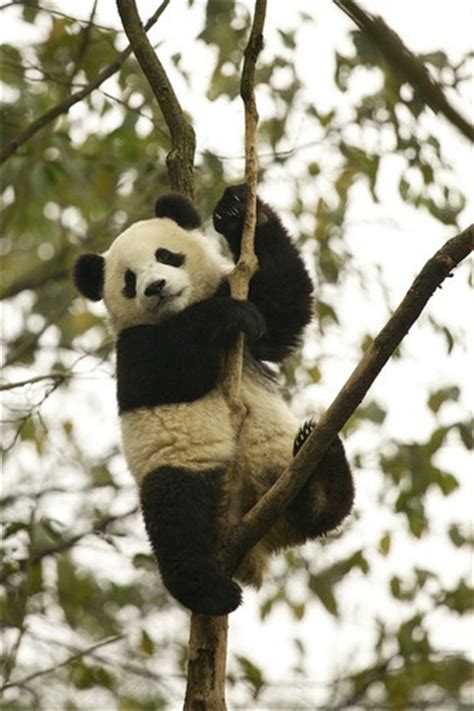 Panda Climbing The Bamboo Panda Bear Animals Beautiful Cute Animals