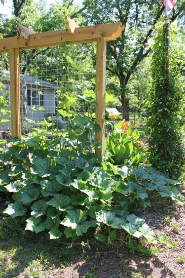 Squash Trellis G4rden Plant