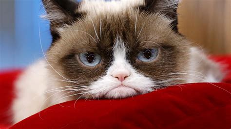 Grumpy Cat Internet Sensation Dies At Age 7 Inside Edition