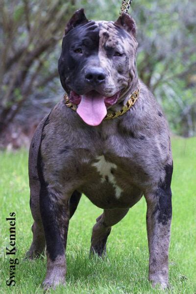Trường hợp chủ chó pitbull chủ động sai khiến chó tấn công làm nạn nhân chết, có thể bị truy cứu tội giết người. Hình ảnh chó Pitbull đẹp nhất cực cute dễ thương cho bạn