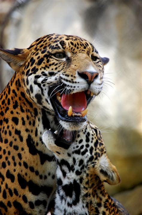 Jaguars are magnificent and powerful animals that inhabit our planet. Two wild cubs might determine fate of Argentina's jaguar ...